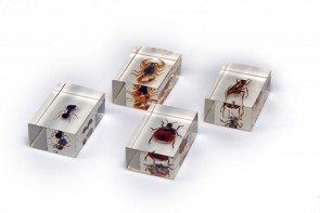 Комплект микропрепаратов для стереомикроскопа - fgospostavki.ru - Тихорецк