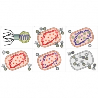 Модель-аппликация Жизненный цикл вируса	 - fgospostavki.ru - Тихорецк
