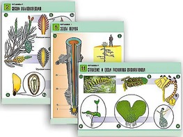 Комплект таблиц по биологии демонстрационных "Ботаника 1" (12 таблиц, формат А1, ламинированные) - fgospostavki.ru - Тихорецк