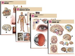 Комплект таблиц по биологии демонстрационных "Человек и его здоровье 2" (10 таблиц, формат А1, ламинированные) - fgospostavki.ru - Тихорецк