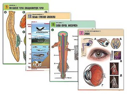 Комплект таблиц по всему курсу биологии (120 штук, формат А1, полноцветные, ламинированные) - fgospostavki.ru - Тихорецк