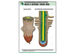 Рельефная таблица "Внешнее и внутреннее строение корня" (формат А1, матовое ламинирование) - fgospostavki.ru - Тихорецк