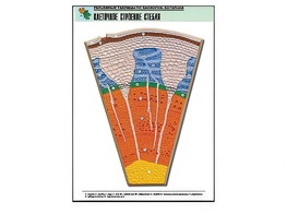 Рельефная таблица "Клеточное строение стебля" (формат А1, матовое ламинирование) - fgospostavki.ru - Тихорецк