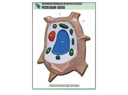 Рельефная таблица "Растительная клетка" (формат А1, матовое ламинирование) - fgospostavki.ru - Тихорецк