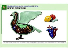 Рельефная таблица "Внутреннее строение голубя" (формат А1, матовое ламинирование) - fgospostavki.ru - Тихорецк
