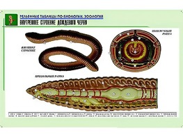Рельефная таблица "Внутреннее строение дождевого червя" (формат А1, матовое ламинирование) - fgospostavki.ru - Тихорецк
