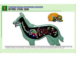 Рельефная таблица "Внутреннее строение собаки" (формат А1, матовое ламинирование) - fgospostavki.ru - Тихорецк