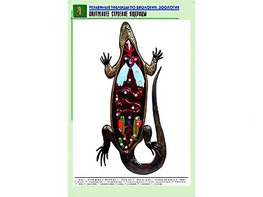 Рельефная таблица "Внутреннее строение ящерицы" (формат А1, матовое ламинирование) - fgospostavki.ru - Тихорецк