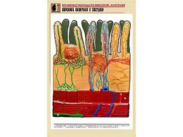 Рельефная таблица "Ворсинка кишечная с сосудом" (формат А1, матовое ламинирование) - fgospostavki.ru - Тихорецк