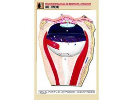 Рельефная таблица "Глаз. Строение" (формат А1, матовое ламинирование) - fgospostavki.ru - Тихорецк