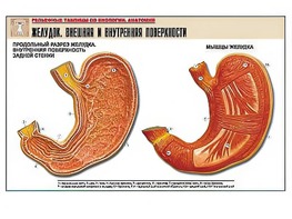 Рельефная таблица "Желудок. Внешняя и внутренняя поверхности" (формат А1, матовое ламинирование) - fgospostavki.ru - Тихорецк