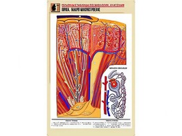 Рельефная таблица "Почка. Макро-микростроение" (формат А1, матовое ламинирование) - fgospostavki.ru - Тихорецк