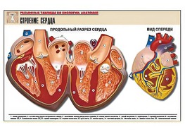 Рельефная таблица "Строение сердца" (формат А1, матовое ламинирование) - fgospostavki.ru - Тихорецк
