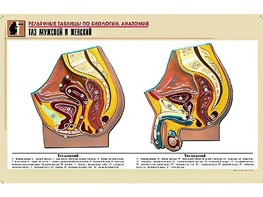 Рельефная таблица "Таз мужской и женский" (формат А1, матовое ламинирование) - fgospostavki.ru - Тихорецк