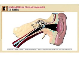 Рельефная таблица "Ухо человека" (формат А1, матовое ламинирование) - fgospostavki.ru - Тихорецк