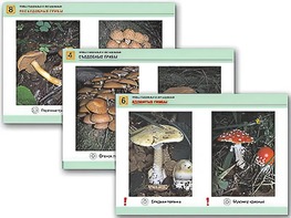 Комплект таблиц раздаточных "Грибы съедобные и несъедобные" (цветные, ламинированные, А4, 8 штук) - fgospostavki.ru - Тихорецк
