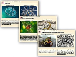 Комплект таблиц раздаточных "Ядовитые животные" - fgospostavki.ru - Тихорецк