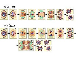 Модель-аппликация "Деление клетки. Митоз и мейоз" (ламинированная) - fgospostavki.ru - Тихорецк