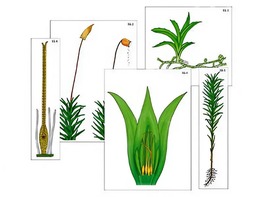 Модель-аппликация "Размножение мха" (ламинированная) - fgospostavki.ru - Тихорецк