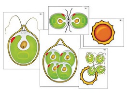 Модель-аппликация "Размножение одноклеточной водоросли" (ламинированная) - fgospostavki.ru - Тихорецк