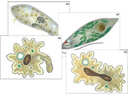 Модель-аппликация "Строение и разнообразие простейших" (ламинированная) - fgospostavki.ru - Тихорецк