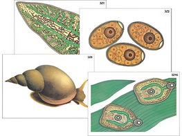 Модель-аппликация "Циклы развития печеночного сосальщика и бычьего цепня" (ламинированная) - fgospostavki.ru - Тихорецк