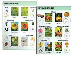 Коллекция "Семена и плоды" - fgospostavki.ru - Тихорецк