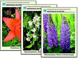 Гербарий фотографический "Основные группы растений" - fgospostavki.ru - Тихорецк