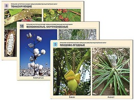 Гербарий фотографический "Сельскохозяйственные растения мира" - fgospostavki.ru - Тихорецк