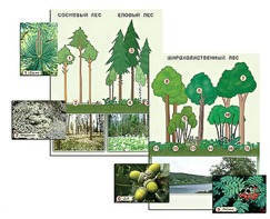 Гербарий фотографический "Растительные сообщества. Лес" (раздаточный) - fgospostavki.ru - Тихорецк