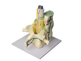 Модель части позвоночника человека - fgospostavki.ru - Тихорецк