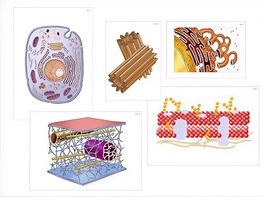 Модель-аппликация "Строение клетки" (ламинированная) - fgospostavki.ru - Тихорецк