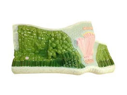 Модель строения листа - fgospostavki.ru - Тихорецк