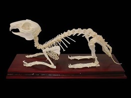 Скелет кролика - fgospostavki.ru - Тихорецк