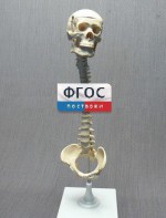 Модель "Позвоночник с черепом и тазом" - fgospostavki.ru - Тихорецк