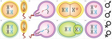 Модель-аппликация Гаметогенез у человека и млекопитающих - fgospostavki.ru - Тихорецк