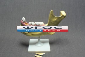 Модель "Челюсть разборная" - fgospostavki.ru - Тихорецк