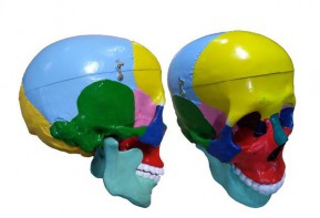 Модель "Череп" (с раскрашенными костями) - fgospostavki.ru - Тихорецк