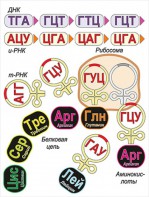Модель-аппликация Биосинтез белка - fgospostavki.ru - Тихорецк