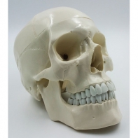 Модель "Череп" (белый) - fgospostavki.ru - Тихорецк