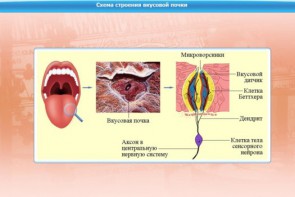 Интерактивные курсы. Биология 10 класс. Расширенный. - fgospostavki.ru - Тихорецк