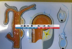 Модель барельефная "Внутреннее строение гидры" - fgospostavki.ru - Тихорецк