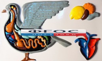 Модель барельефная "Внутреннее строение голубя" - fgospostavki.ru - Тихорецк