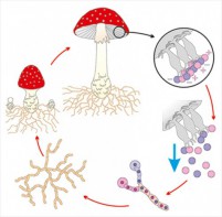 Модель-аппликация Размножение шляпочного гриба - fgospostavki.ru - Тихорецк