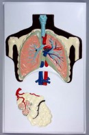 Модель барельефная "Строение легких" - fgospostavki.ru - Тихорецк