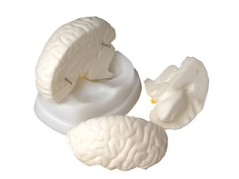 Модель мозга в разрезе - fgospostavki.ru - Тихорецк