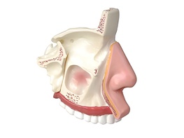 Модель носа в разрезе - fgospostavki.ru - Тихорецк