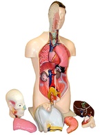 Торс человека разборный (42 см.) - fgospostavki.ru - Тихорецк