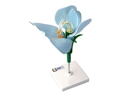 Модель цветка гороха - fgospostavki.ru - Тихорецк