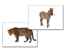 Дидактическое пособие "Дикие животные" - fgospostavki.ru - Тихорецк